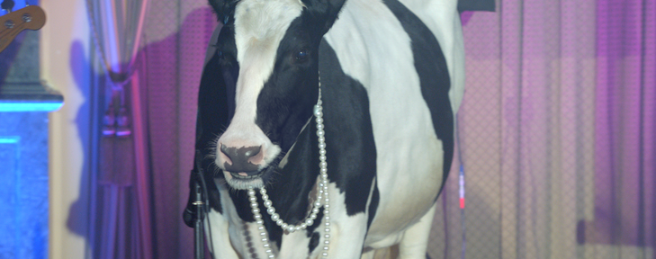 Cal Cheese cow texture